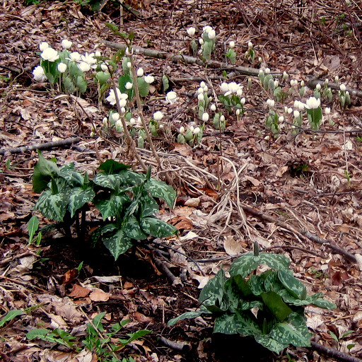 Sanguinaria canadensis Qty 24